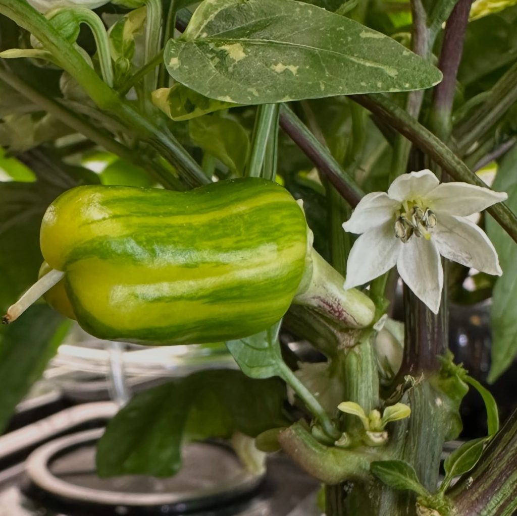 Instagram post from thefreshprincess__. This post is in position 1.