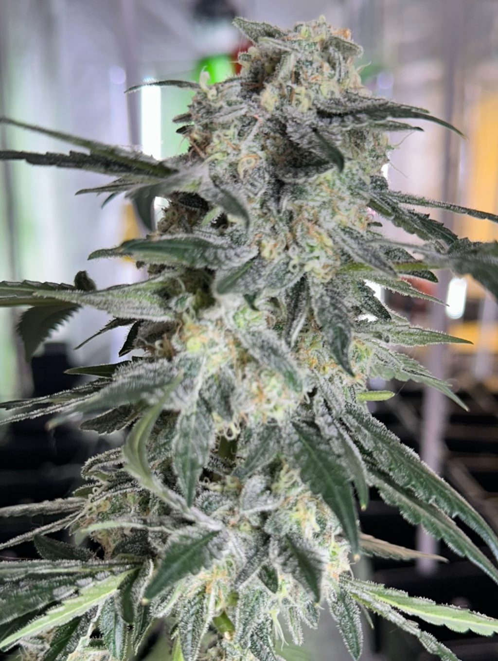 Instagram post from thefreshprincess__. This post is in position 10.