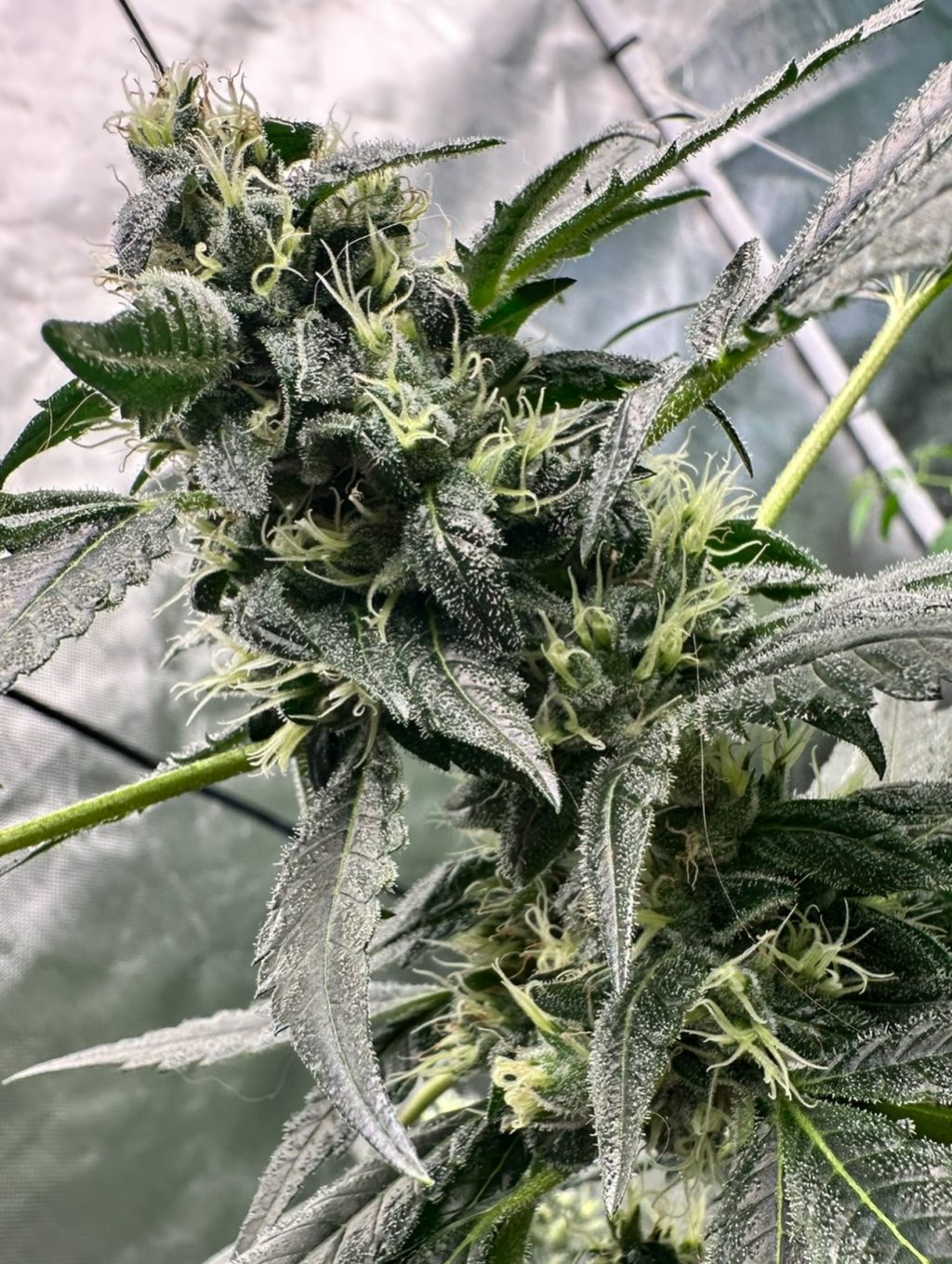 Instagram post from thefreshprincess__. This post is in position 11.