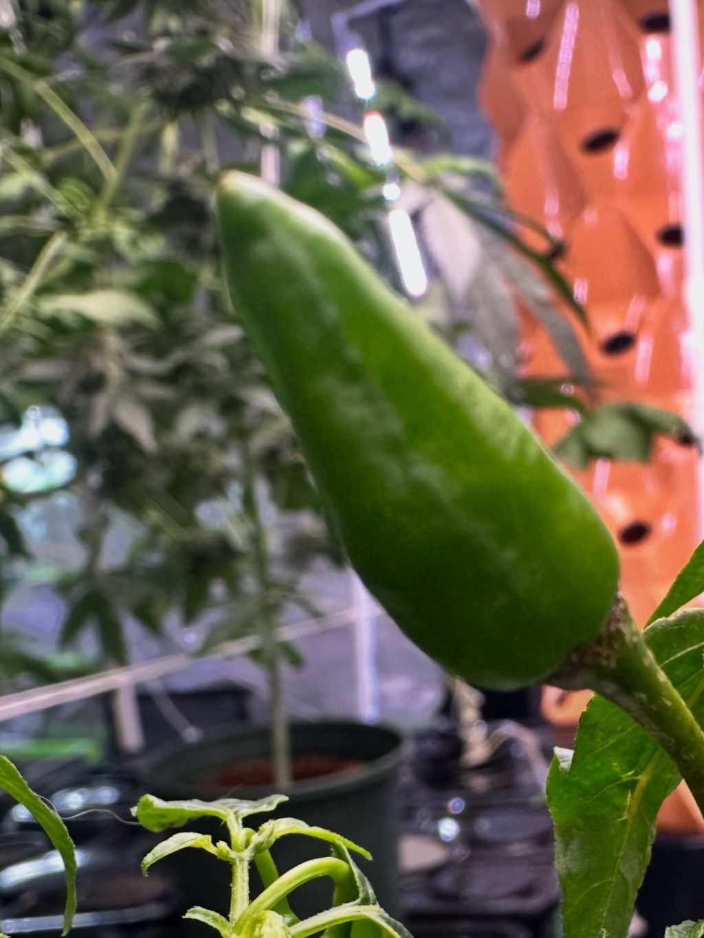 Instagram post from thefreshprincess__. This post is in position 17.