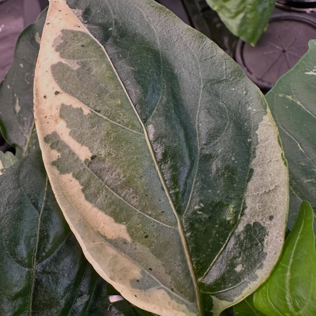 Instagram post from thefreshprincess__. This post is in position 2.